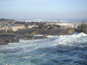 Robben auf Seal Island