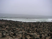 Tausende Robben in Cape Cross