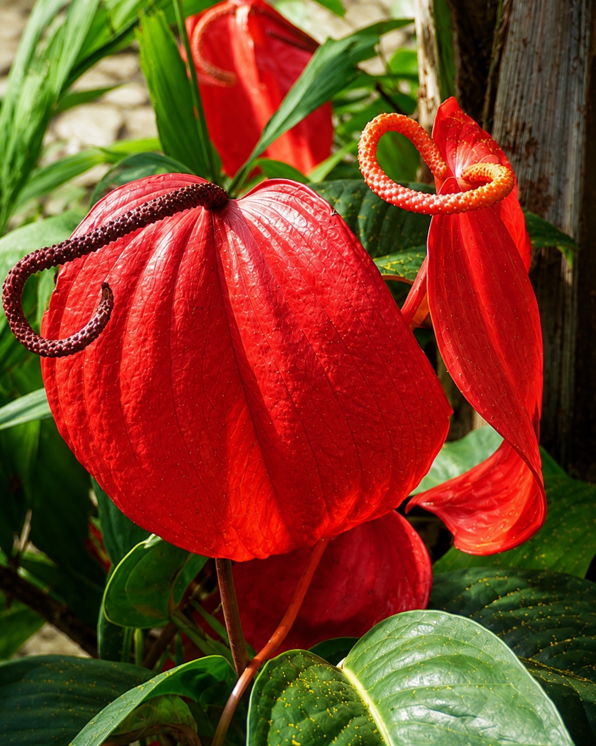 Close view of vivid red anthurium flowers