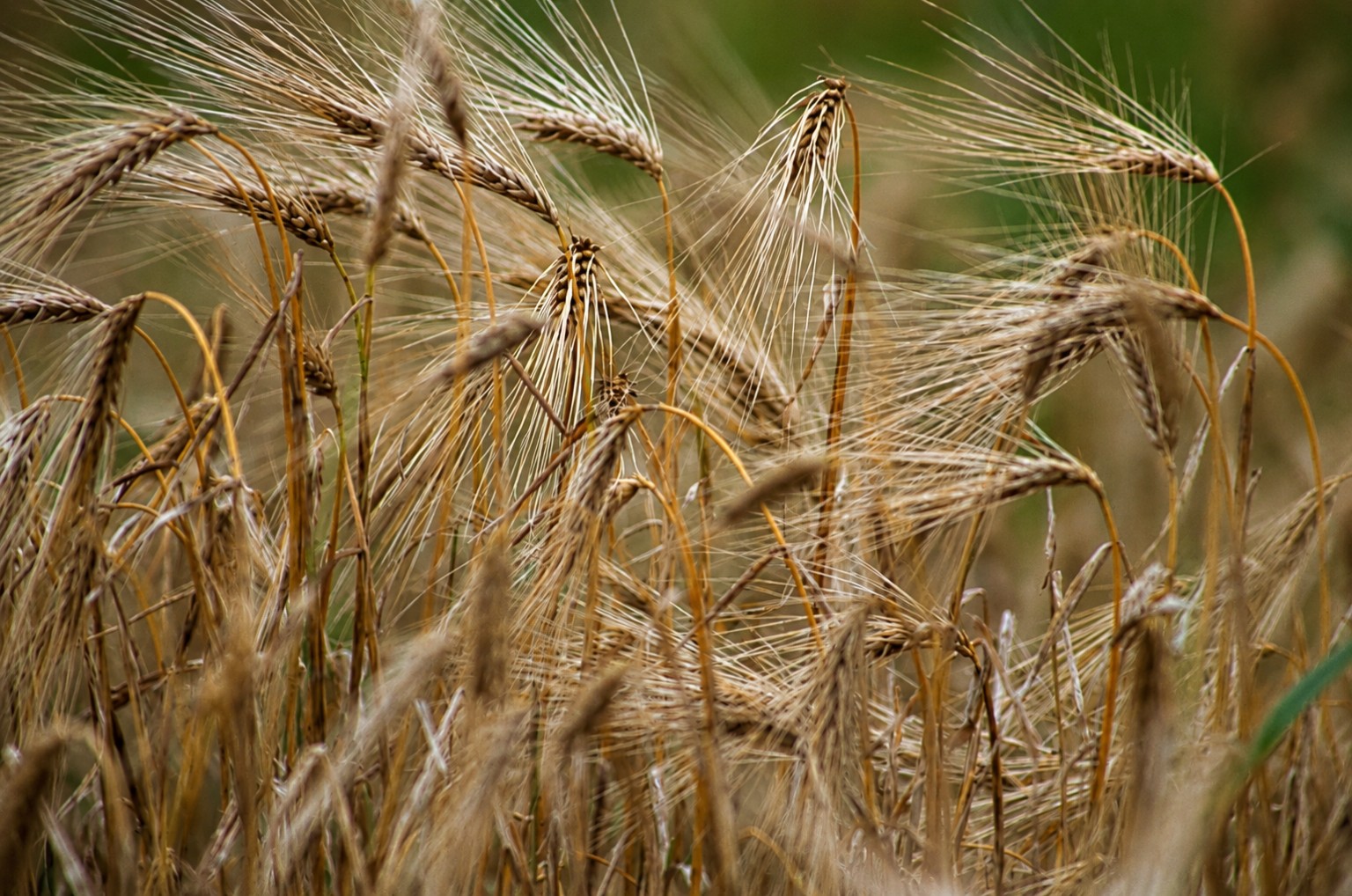 Close view of ripening grain with delicate awns