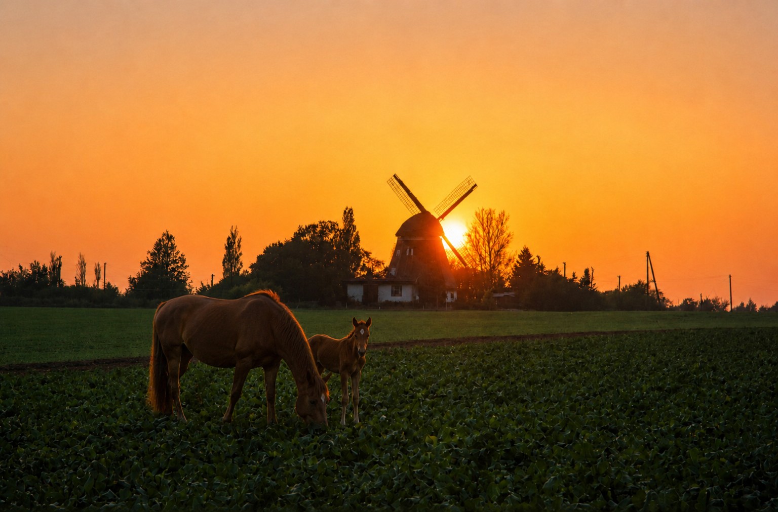 Horses grazing in a field before a windmill at sunset