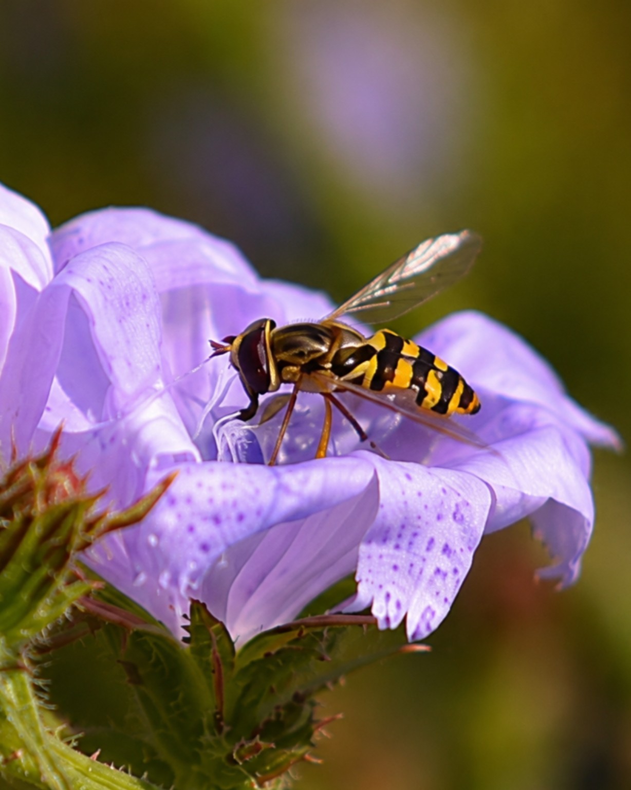 Hoverfly resting on a pale purple flower