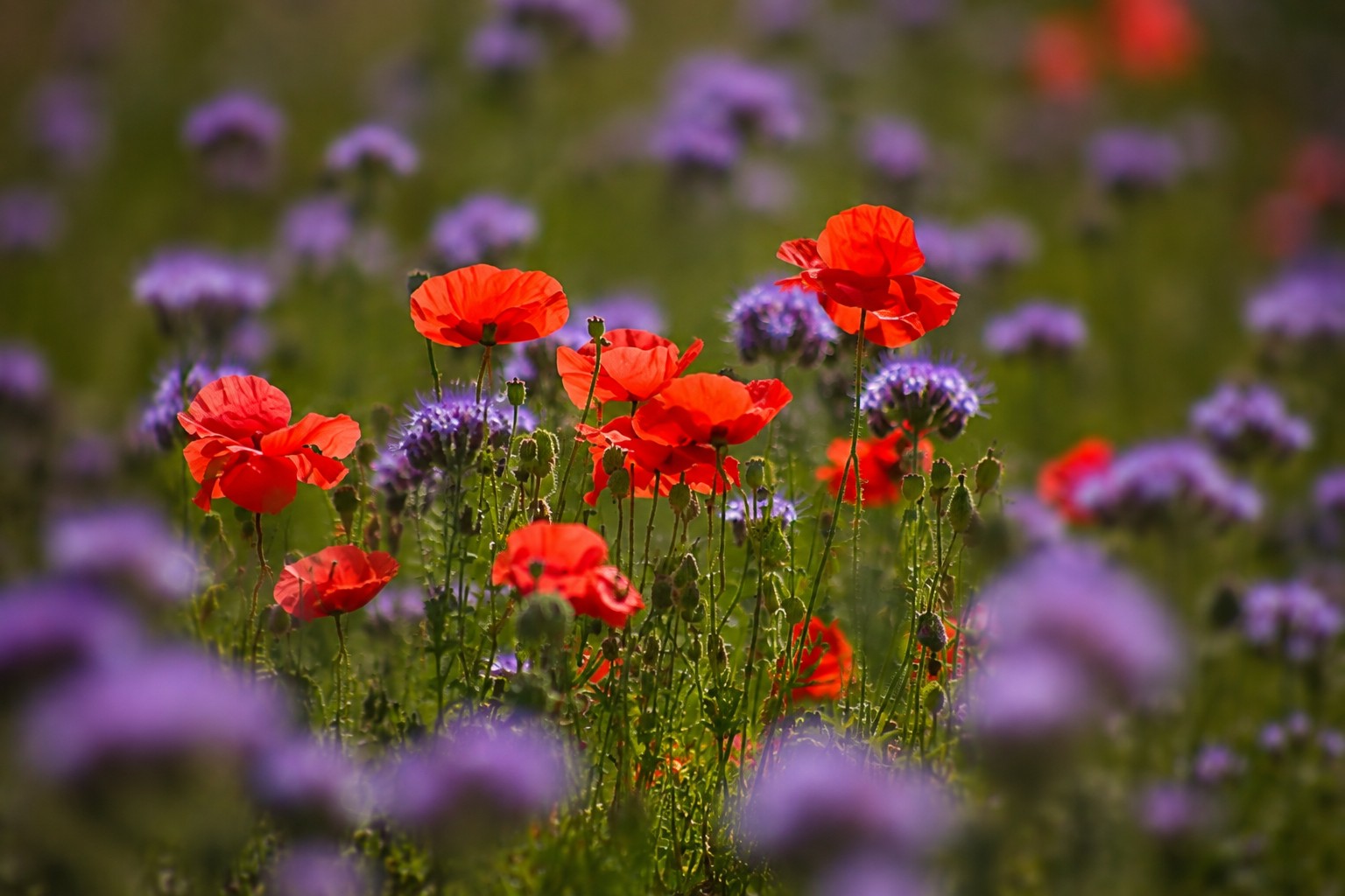 Red poppies among soft purple flowers in a summer field