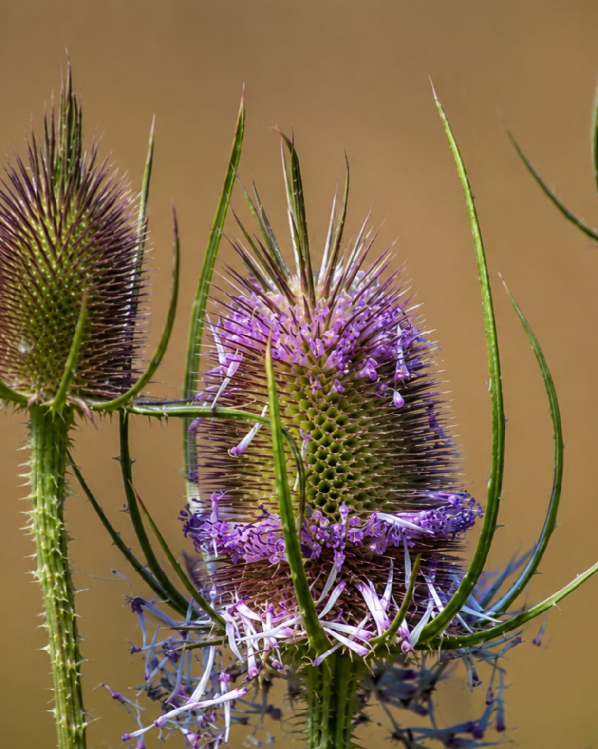 Teasel flower heads with fine purple blossoms