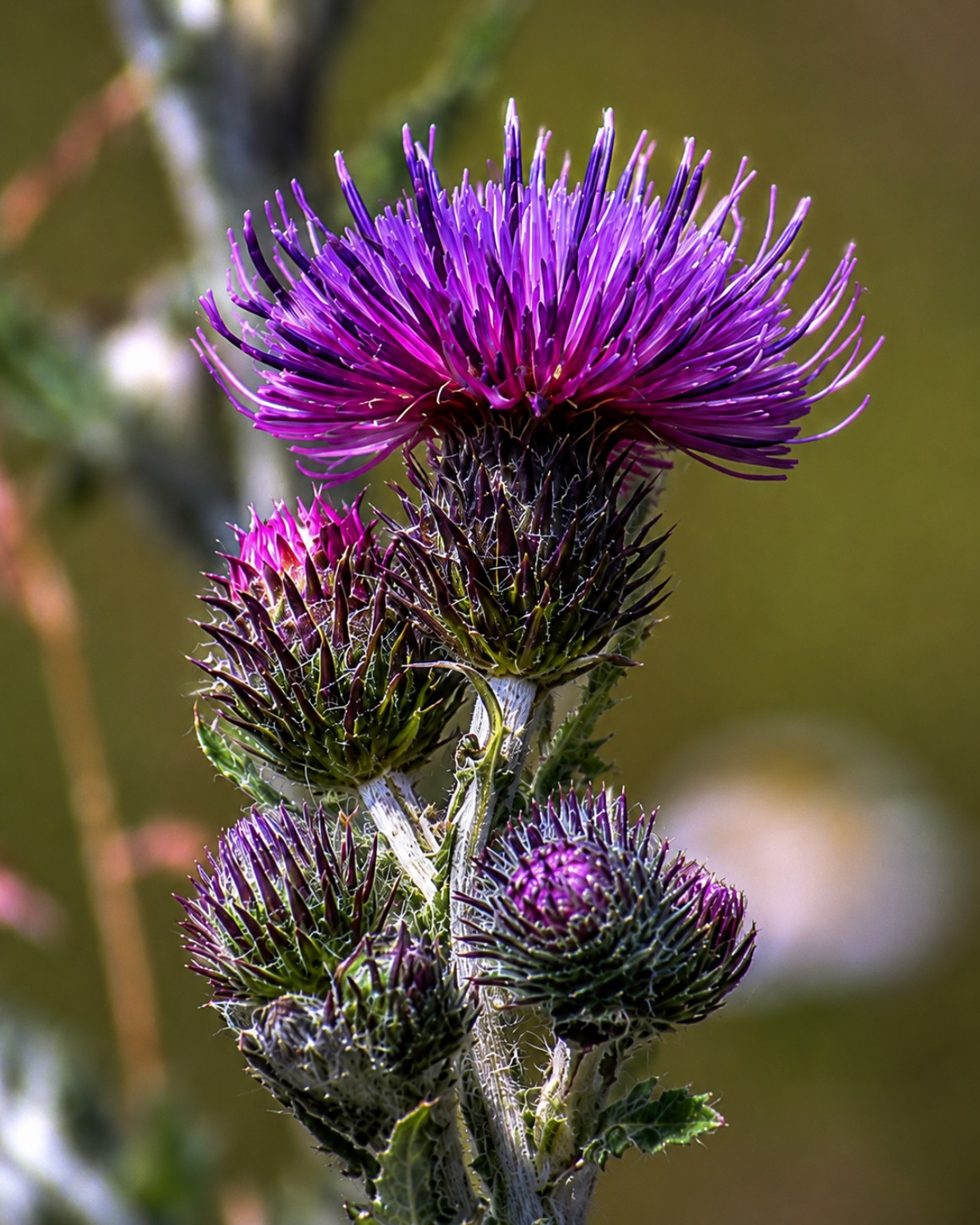 Purple thistle flower and buds in sunlight