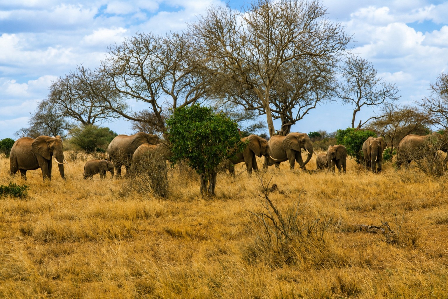 Elephants in the Kenyan landscape